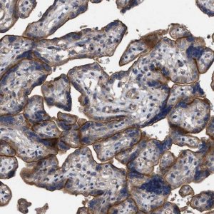 Anti-BTN2A1 antibody produced in rabbit 