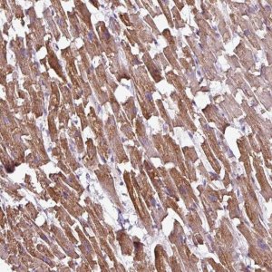 Anti-BTN2A2 antibody produced in rabbit 