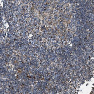 Anti-BTN3A1 antibody produced in rabbit 