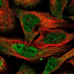 Anti-BTRC antibody produced in rabbit 