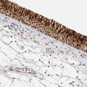 Anti-BUD31 antibody produced in rabbit HPA028943-100UL