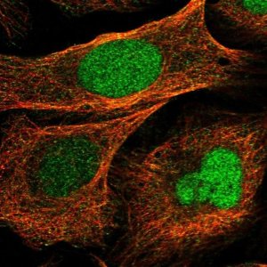 Anti-BUD31 antibody produced in rabbit HPA028943-100UL