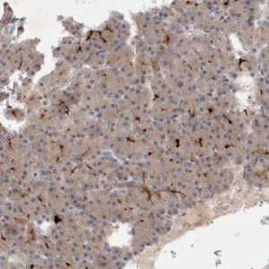 Anti-BZW2 antibody produced in rabbit 