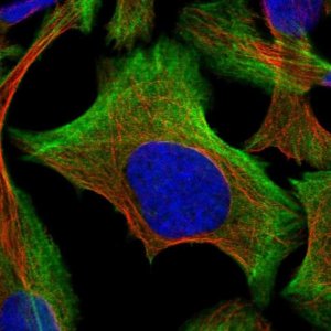 Anti-BZW2 antibody produced in rabbit 