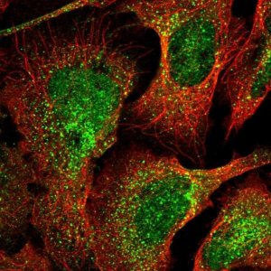 Anti-C10orf10 antibody produced in rabbit 