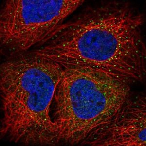 Anti-C10orf76 antibody produced in rabbit 