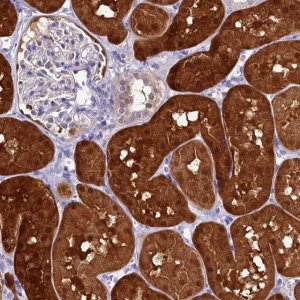 Anti-C11orf54 antibody produced in rabbit 