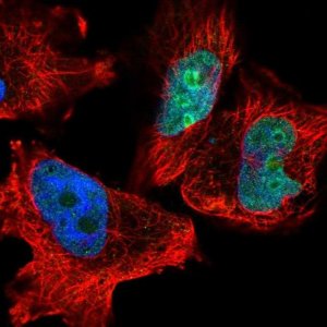 Anti-C11orf68 antibody produced in rabbit 