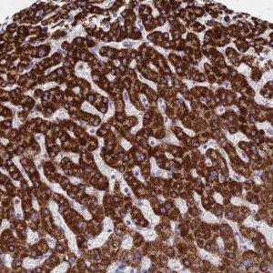 Anti-C11orf74 antibody produced in rabbit 