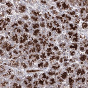 Anti-C11orf80 antibody produced in rabbit HPA038933-100UL