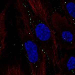 Anti-C11orf91 antibody produced in rabbit 