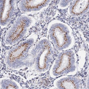 Anti-C11orf96 antibody produced in rabbit 