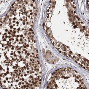 Anti-C12orf10 antibody produced in rabbit 