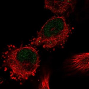 Anti-C12orf10 antibody produced in rabbit 