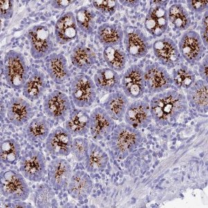 Anti-C12orf29 antibody produced in rabbit 