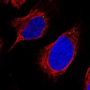 Anti-C12orf29 antibody produced in rabbit 