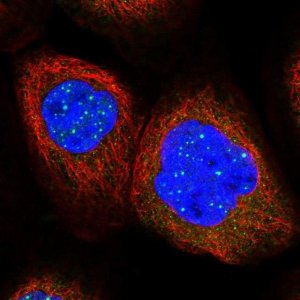 Anti-C12orf4 antibody produced in rabbit 