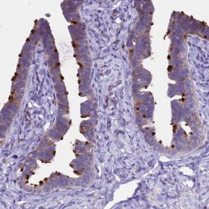 Anti-C12orf66 antibody produced in rabbit HPA046743-100UL