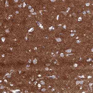 Anti-C12orf73 antibody produced in rabbit 