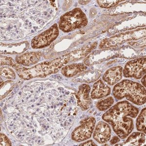 Anti-C12orf75 antibody produced in rabbit 