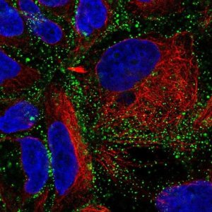 Anti-C12orf75 antibody produced in rabbit 