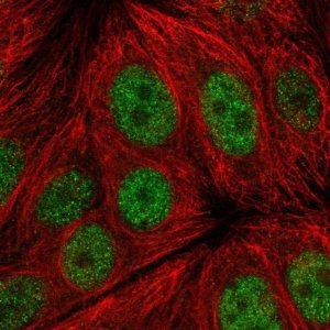 Anti-C14orf1 antibody produced in rabbit 