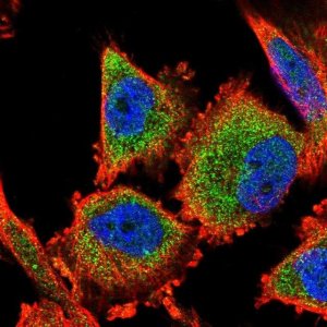 Anti-C14orf159 antibody produced in rabbit 