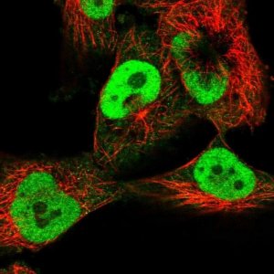 Anti-C14orf166 antibody produced in rabbit 