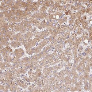 Anti-C14orf178 antibody produced in rabbit 