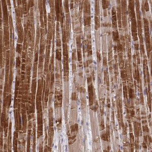 Anti-C14orf2 antibody produced in rabbit 