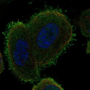 Anti-C14orf37 antibody produced in rabbit 
