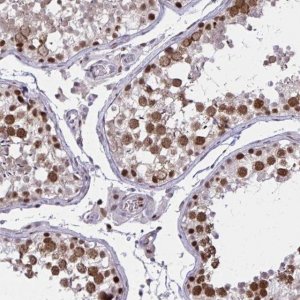 Anti-C14orf39 antibody produced in rabbit 