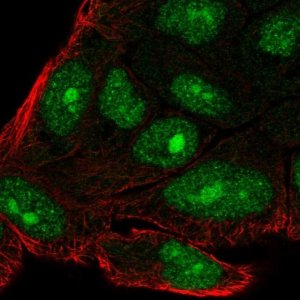 Anti-C14orf39 antibody produced in rabbit 