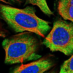 Anti-C15orf39 antibody produced in rabbit 