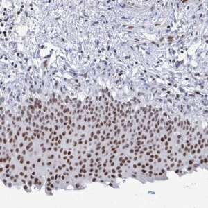 Anti-C15orf41 antibody produced in rabbit 