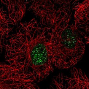Anti-C15orf41 antibody produced in rabbit 