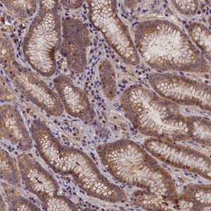 Anti-C15orf52 antibody produced in rabbit 