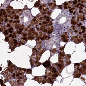 Anti-C15orf57 antibody produced in rabbit 