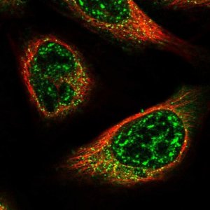Anti-C15orf57 antibody produced in rabbit 