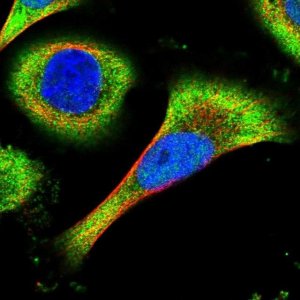 Anti-C15orf59 antibody produced in rabbit 