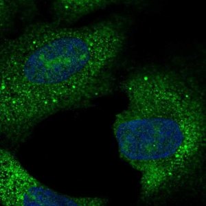 Anti-C15orf61 antibody produced in rabbit 