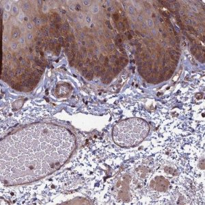 Anti-C15orf62 antibody produced in rabbit 