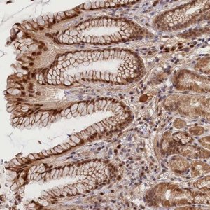 Anti-C16orf46 antibody produced in rabbit 