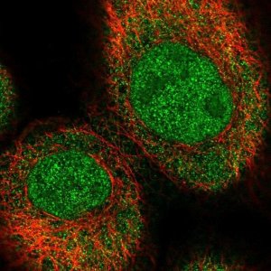 Anti-C16orf46 antibody produced in rabbit 