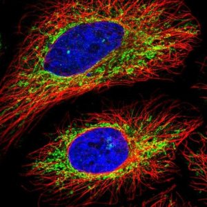 Anti-C16orf62 antibody produced in rabbit 