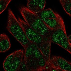 Anti-C16orf72 antibody produced in rabbit 