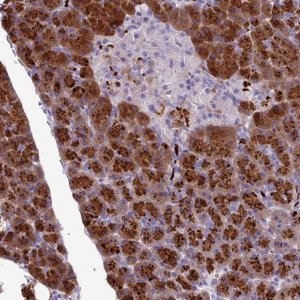 Anti-C16ORF74 antibody produced in rabbit 