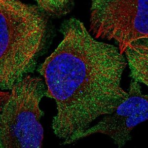 Anti-C16ORF74 antibody produced in rabbit 