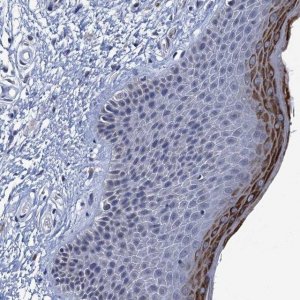 Anti-C16orf87 antibody produced in rabbit 