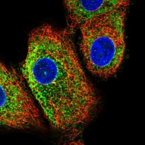 Anti-C16orf95 antibody produced in rabbit 